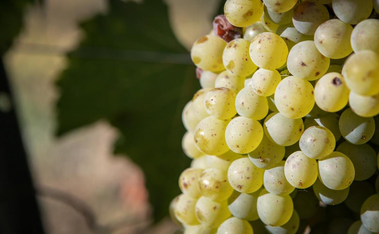 Vignoble Chateau Piegue - Winery Rochefort-sur-Loire Exterior photo